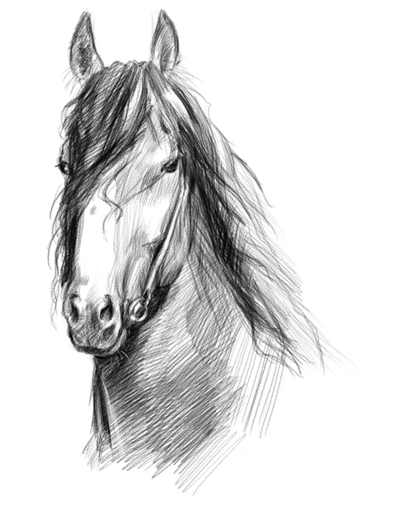 Хорошее отношение к лошадям о чем стих. Хорошее отношение к лошадям иллюстрации. Рисуеок хорошее отношение к лошадям". Хорошее отношение к лошадям рисунок. Иллюстрация к стихотворению хорошее отношение к лошадям.